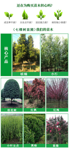 成都批发紫玉兰 庭院观赏乔木 绿化工程苗木