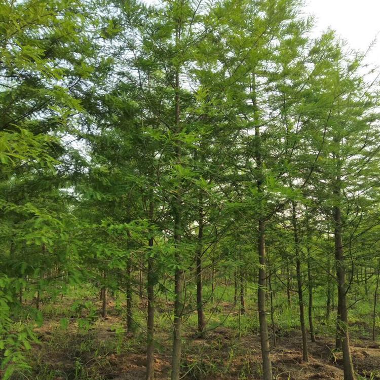 落羽杉基地直销 优质苗木价格与产品图片一览