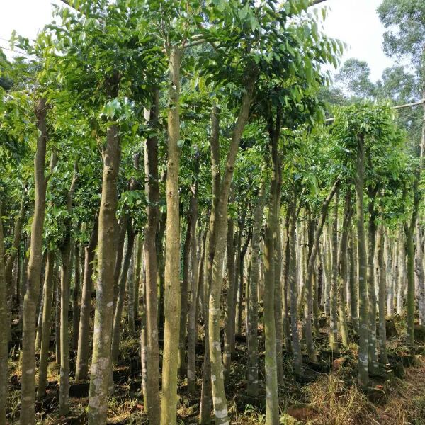 沉香化橘红 从特色苗木滋养到品质产品价值升维之探索