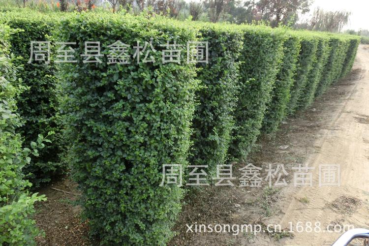 西北绿化优选 陕西大叶黄杨苗木供应，品质工程双保障