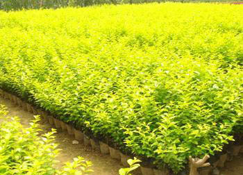 山东金叶女贞种植基地——来成伟苗木，品质与优惠并重