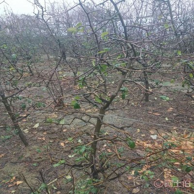 诚信经营铸品牌 泰安高新区旺运苗木中心木瓜海棠价格与品质解析