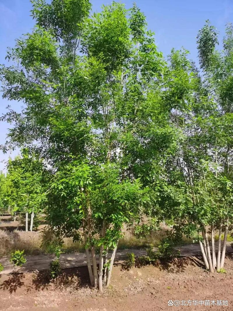 天津丛生白蜡苗加工厂 从树苗到成品苗木的关键工艺过程